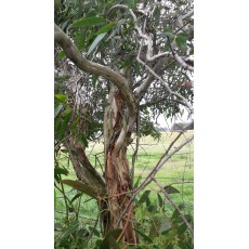 Eucalyptus ovata